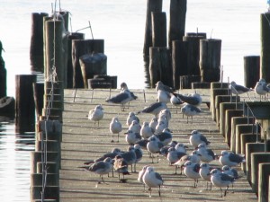Seagulls on a Dock
